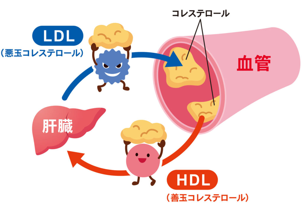 【イラスト】LDLとHDLの仕組み